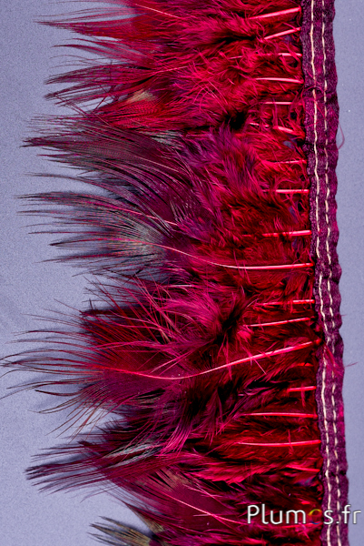 Frange faisan doré - long. plumes 6-8 cm - bordeaux